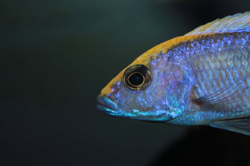 Otopharynx lithobates 'Zimbawe Rock'